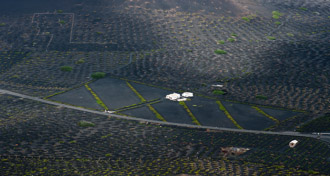 Weingut - Lanzarote